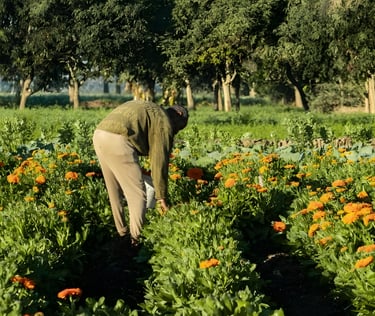Calendula, Authentic Field Photos – Directly from Our Farms