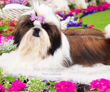 shih tzu
