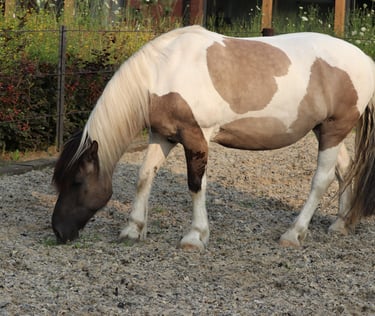 een bruin met wit paard met zijn hoofd naar beneden