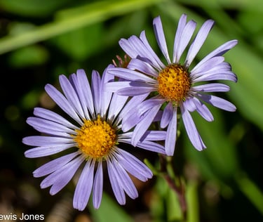 Mountain Asters in the Eastern Sierra
