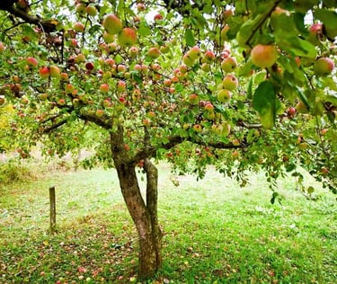 Nursery in Vijayawada