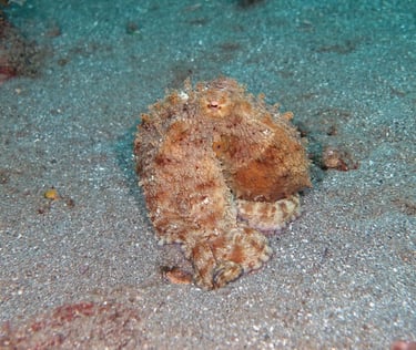 Common octopus camouflaged as a rock on a sandy seabed