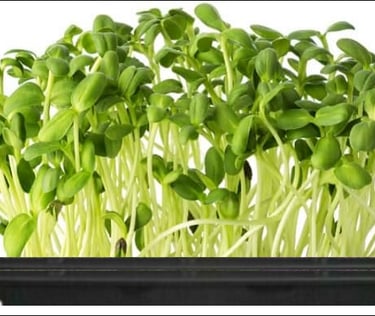  micro sunflower 