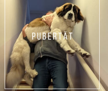 großer Hund wird getragen