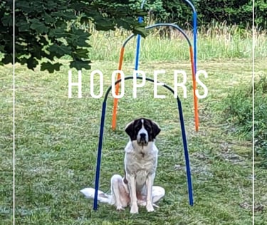 Hund auf Wiese hoopers