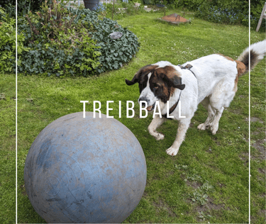 Hund spielt Treibball