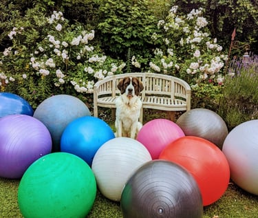a dog sittiing behind balls Treibball