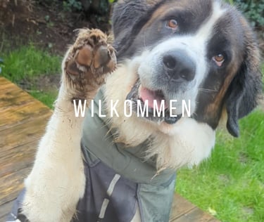 Hund winkt hebt eine Pfote