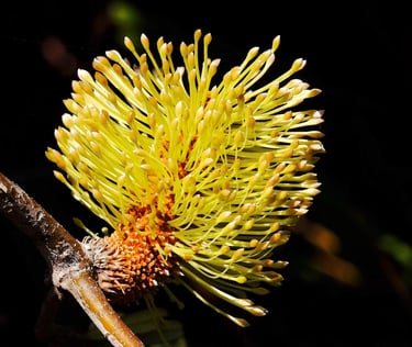 a yellow banksia flower 