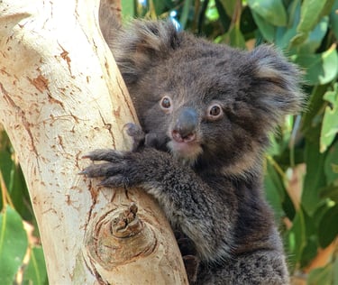 a young koala up a gum tree 
