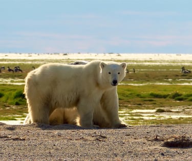 a polar bear standing on a sandy beach
