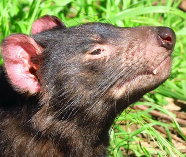 a close up of a tasmanian devil in the grass