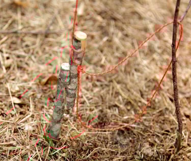 Trampa de lazo con gatillo de madera de tensión vertical
