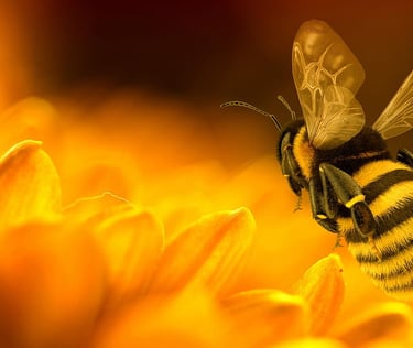 a bee with a bee on a sunflower