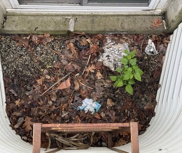 view into window well filled with debris and live plants