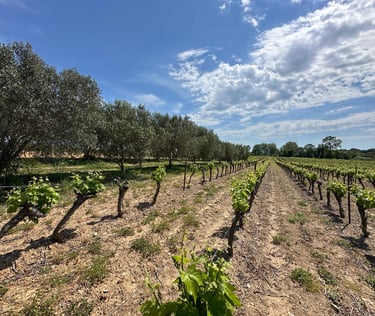Photo of rows of budding grapevines and mature olive trees, with vivid blue skies and sweeps of stratocumulus clouds. 