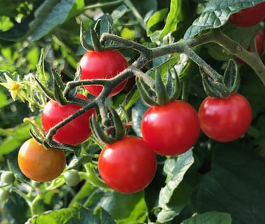 tomate cerise du jardin