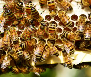 Cadre de ruche avec abeille et miel operculé 