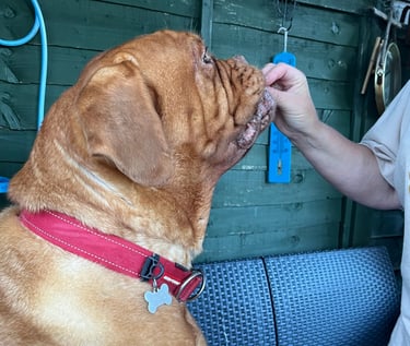 Step 1: Lilou getting a treat before she gets her ears cleaned