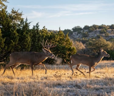 A trophy whitetail buck and doe running through a golden frost-covered field at sunrise.