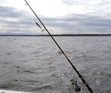Jigging for sea bass
