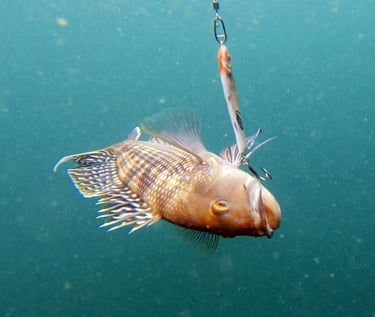 Sea bass on the jig