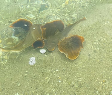 sea robin on the fly