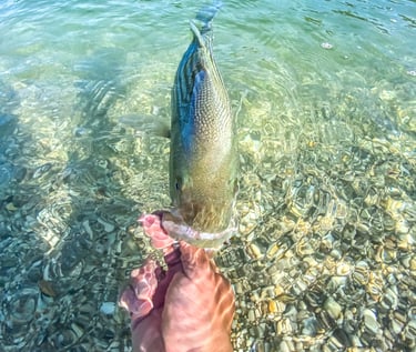 releasing a striped bass