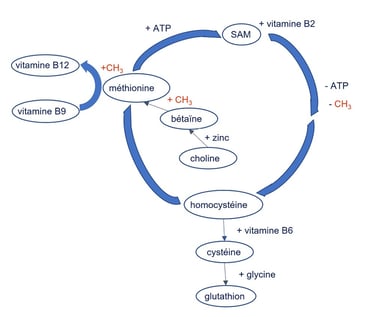 méthylation