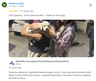 KCI registered puppy labrador from way2pets pet store lucknow