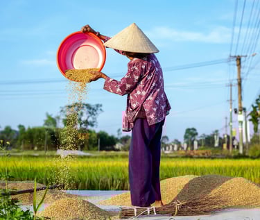 Starsza kobieta w Wietnamie sortuje ryż.