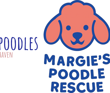 Margie's mini poodle and toy poodle rescue