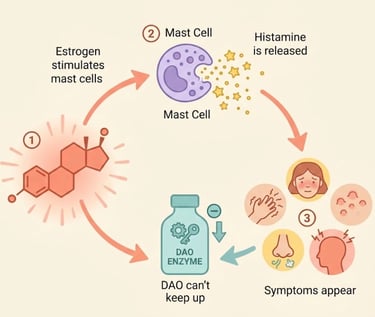 Illustrated diagram of the estrogen-histamine-mast cell cycle explaining allergic-type symptoms during perimenopause