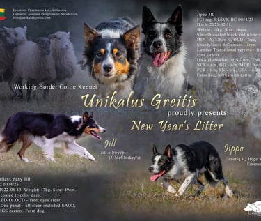 Working border collie puppies for sale 2026