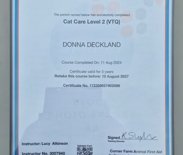 Cat care level 2 certificate