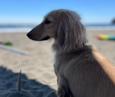 Cream dachshund sitting at the beach