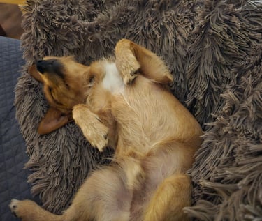 a dog laying on a couch with its head on a pillow
