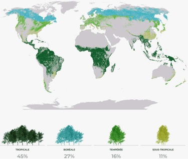 Carte des biomes forestiers autour du monde