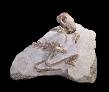Lagomorph skeleton. By D. Descouens, CC BY-SA 3.0.