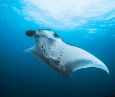 Manta Ray scuba diving snorkeling Indonesia