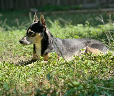 Photo of Max, a loyal mixed breed dog with soulful eyes.  One of my three favorite furry children!