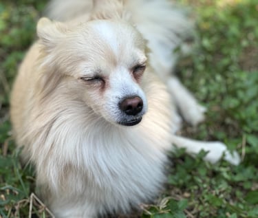 Benny, known for his affectionate nature and vocal personality - son of Max and Ginger.