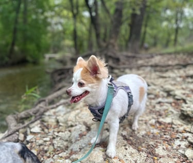 Photo of Ginger, my spunky small dog with light tan fur.  Always full of personality!
