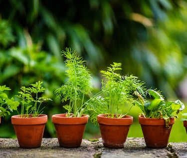 Healthy carrot plants growing in terracotta pots with lush green foliage in a home container garden.