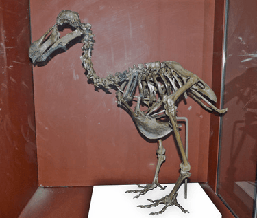 esqueleto de um dodô exposto em um museu