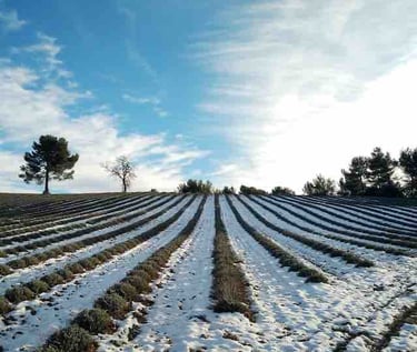 Lavandes sous la neige