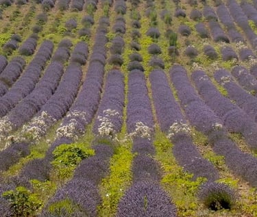 lavande dans le Luberon