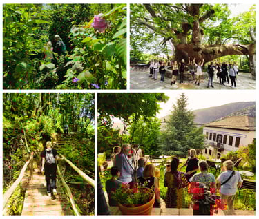Guided herbal walks to different groups and locations @ Mt. Pelion