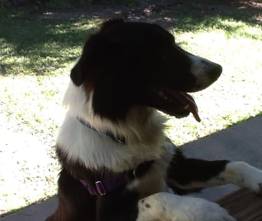 Young Border Collie Black and White 