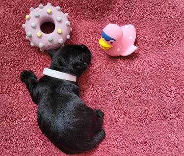 Bébé Schnauzer qui dort